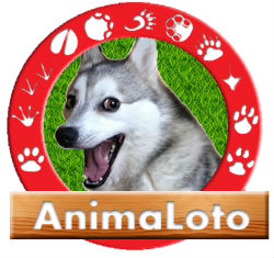 AnimaLOTO Logo
